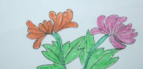 怎样画菊花的简笔画