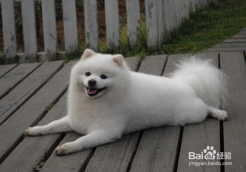 狗狗为什么会吃自己的便便?