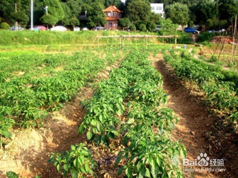 长沙市近郊农家乐