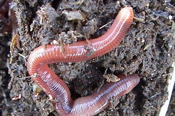 蚯蚓有什么特点