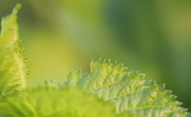 桑叶 韩语是什么