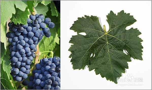 初学者应该了解的8个葡萄品种