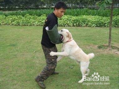 如何训练小狗听话?