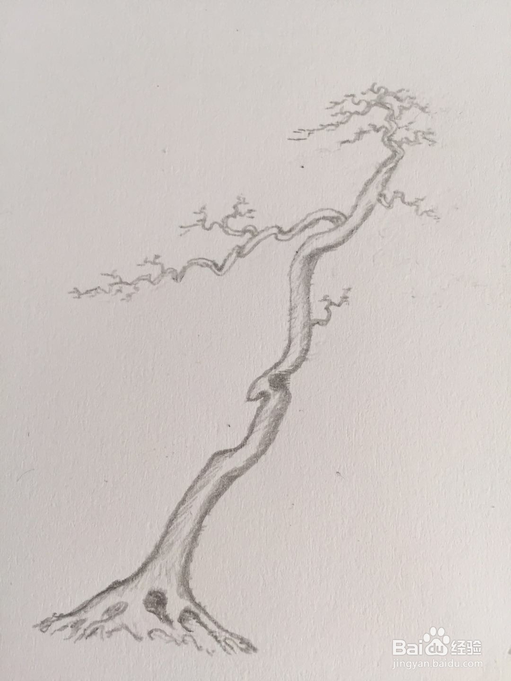 盆景设计构思——树势