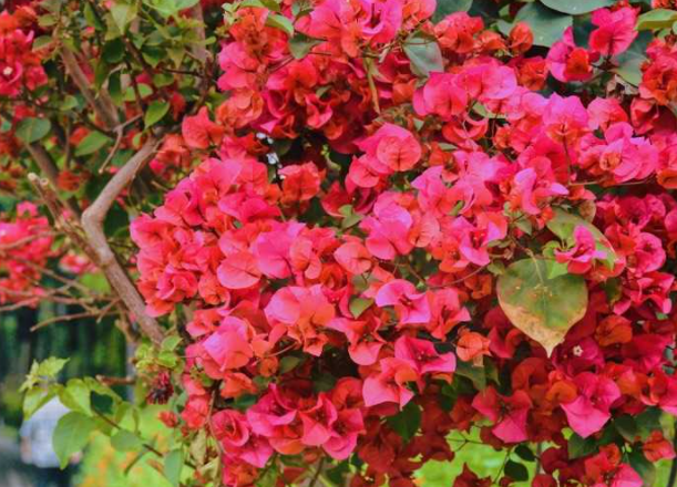 厦门市花是什么花？象征什么