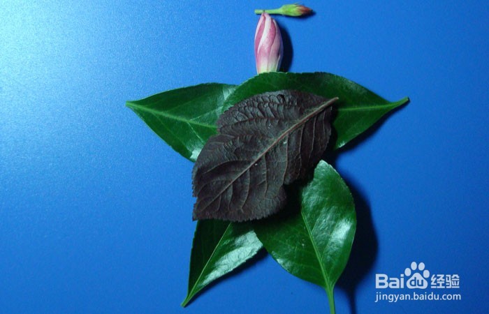 植物拼装画之田园之乐