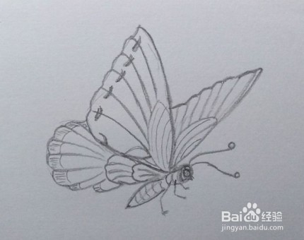 <b>蝴蝶画法教程（7）蝴蝶怎么画，如何画蝴蝶</b>