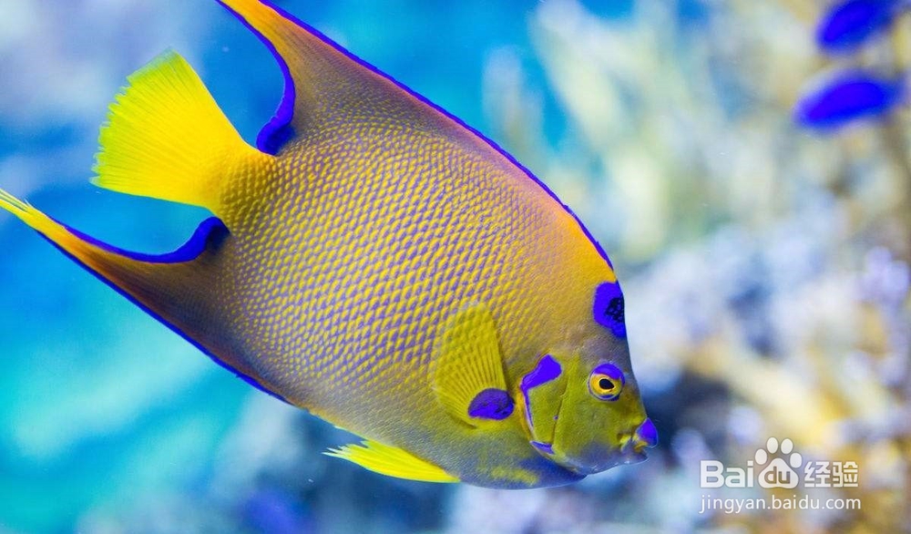 怎样预防海水鱼的细菌性出血病