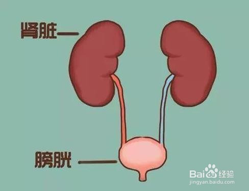 一喝水就内急和喝水不上厕所的人,哪个更健康?