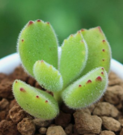 水培赤楠盆景要点