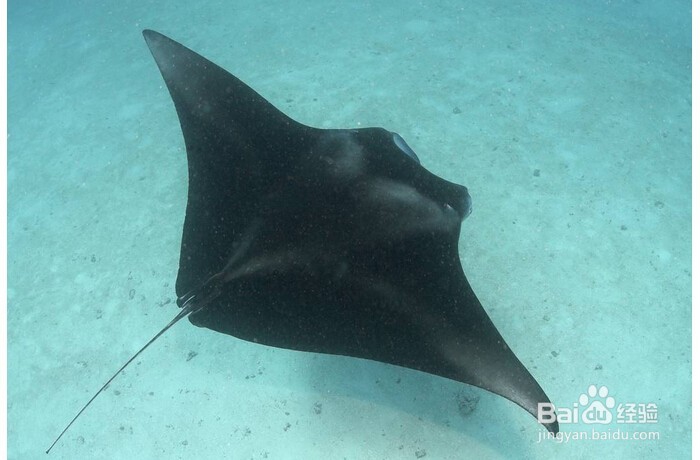 别看它们品相不好,但吃起来真的很美味!