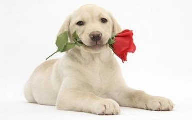 金毛犬和拉布拉多犬有什么区别？如何辨别它们？