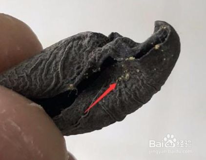 怎么判断木耳发霉了