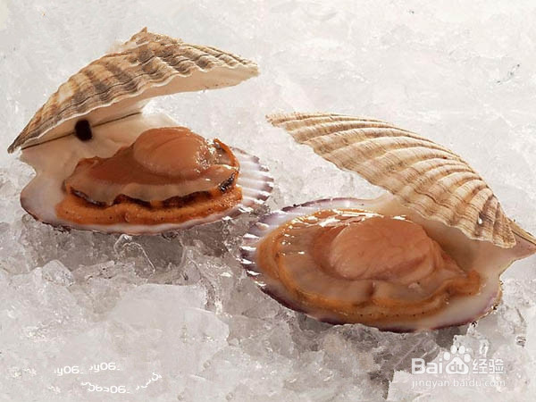 鲜奶扇贝的烹饪方法