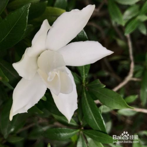 栀子花掉蕾是为什么 百度经验 栀子花掉蕾是为什么 百度经验