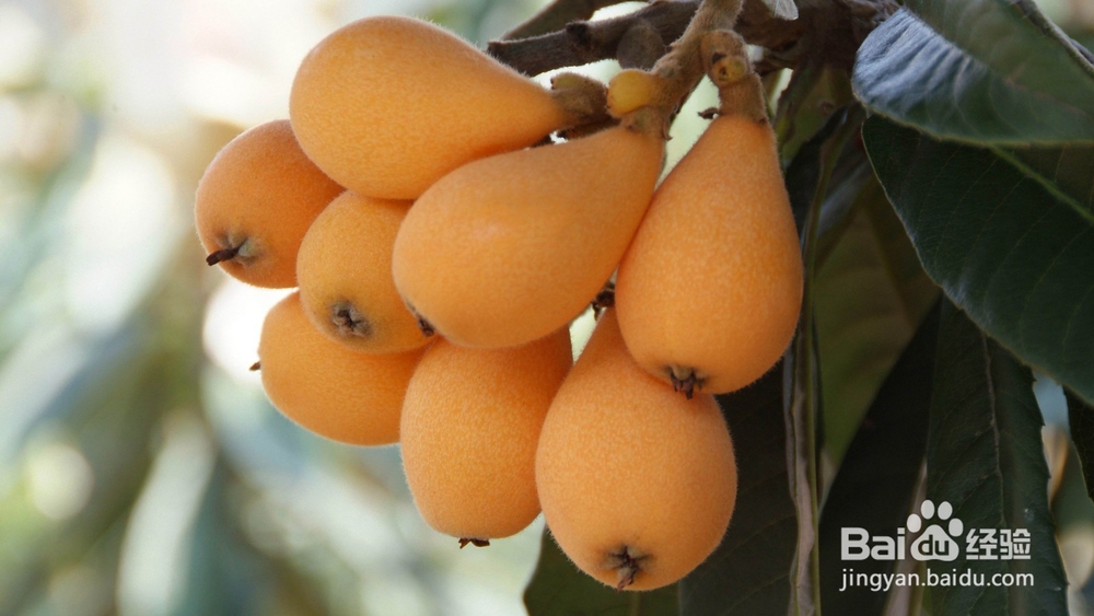 吃什么水果降火最快