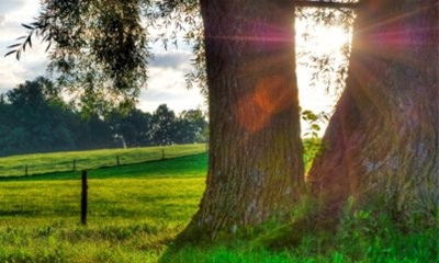 你知道有哪些方法可以补阳气吗?