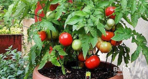 如何在阳台种番茄？