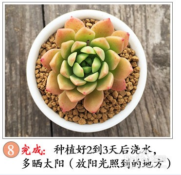 多肉的种植方法