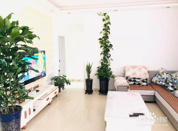 养猫家庭怎么驱蚊