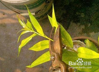 夏季桃树怎样修剪