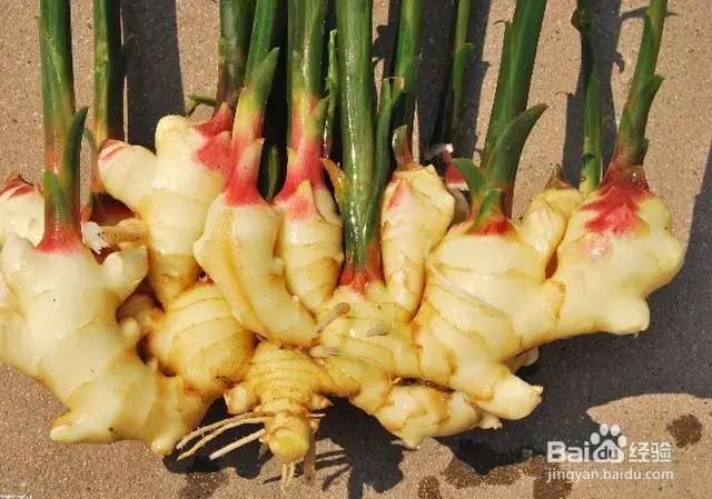 生姜家族，原来开花这么美，一个都没见过