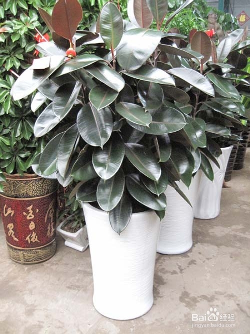 环保 室内环保 哪些植物有利于净化空气