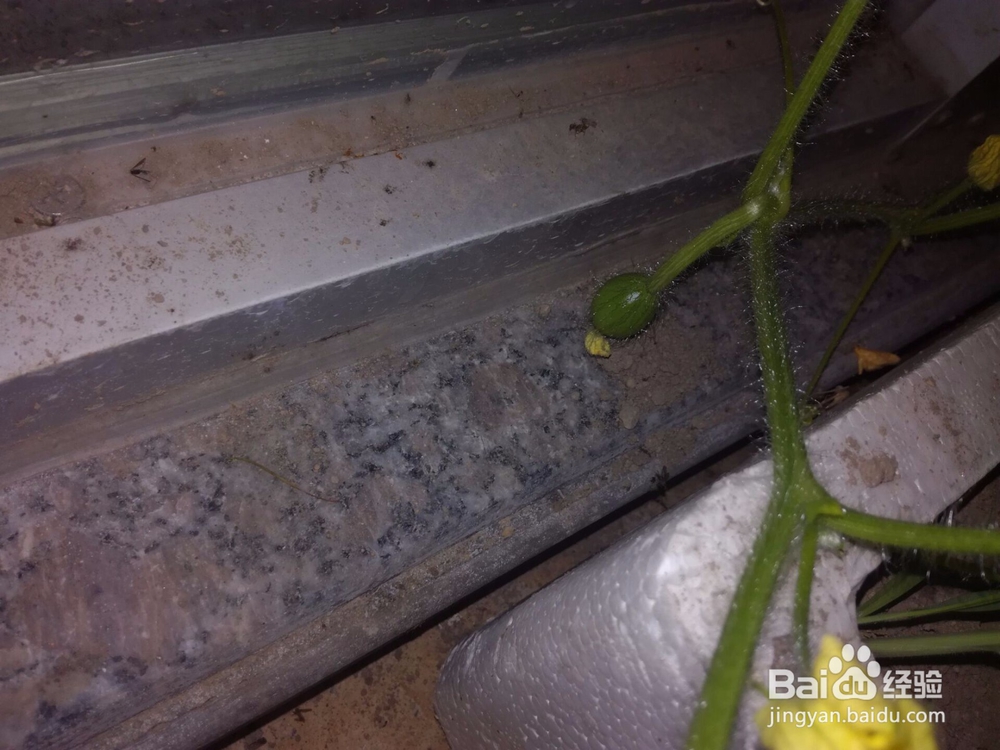 如何在家种西瓜?