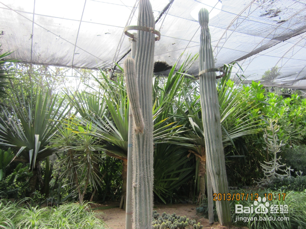 教你认识仙人掌：[3]仙人掌品种大全3