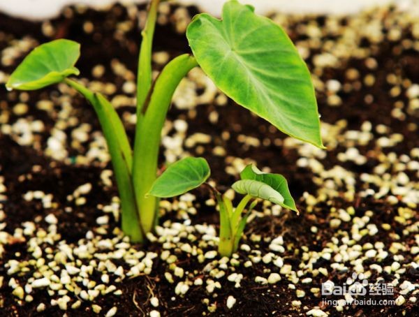 初中生物:植物的组织