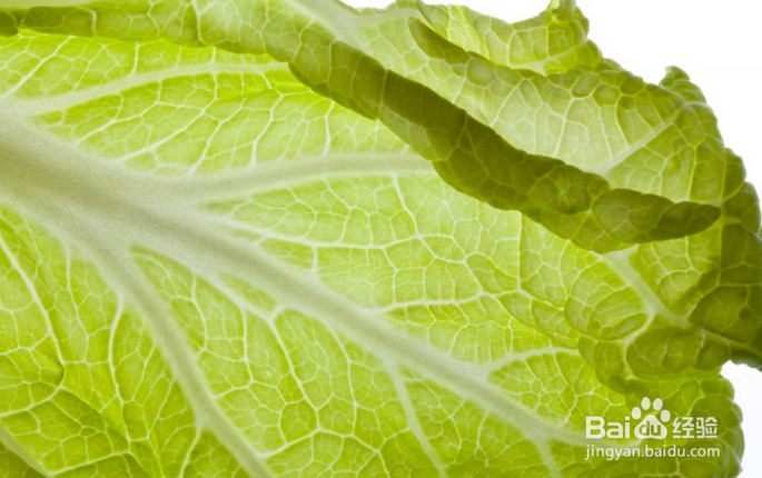 刚出生的鹦鹉怎么喂养