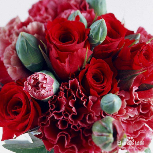 康乃馨怎么种,存活率高吗