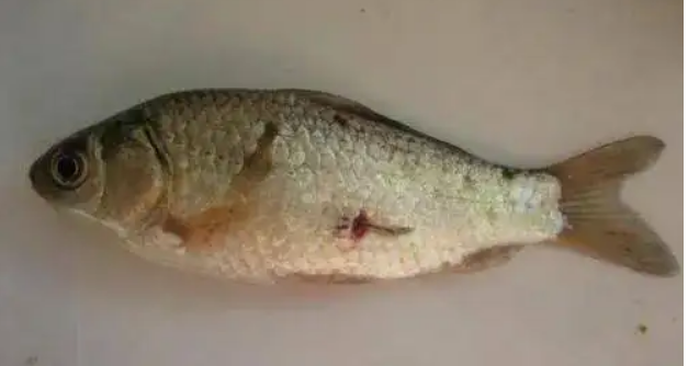 鱼生会有寄生虫吗