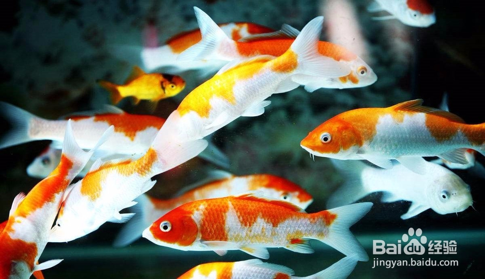 如何去防治小瓜虫病