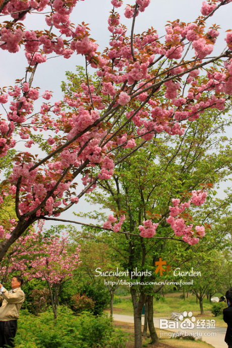 上海植物园（上）