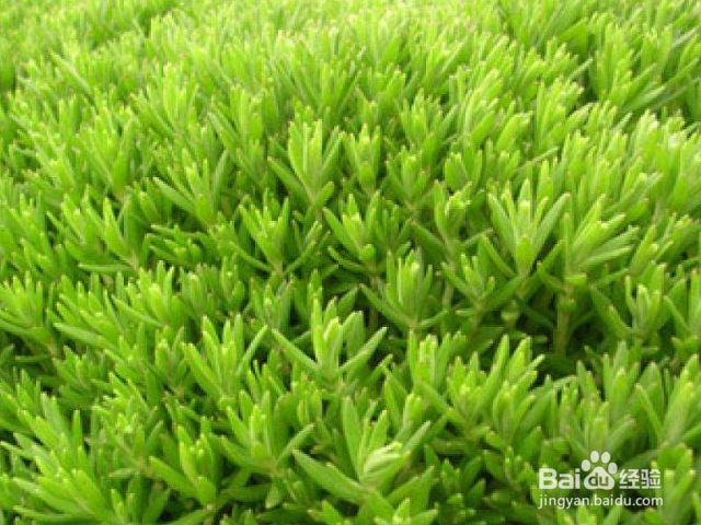 垂盆草与佛甲草有哪些区别？