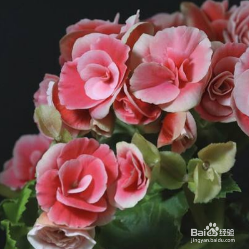 球根海棠养殖出现黄叶是怎么了？