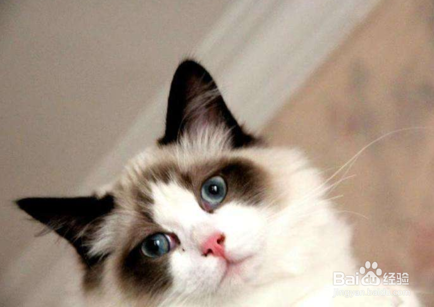 怎样让猫产生好感