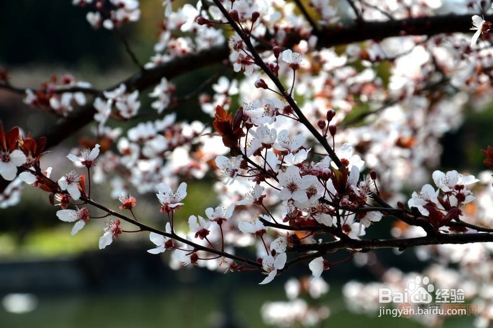 如何在三八妇女节讨老婆的欢心?