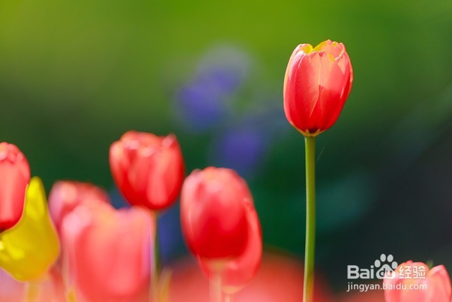 卧室里放这些花会有这么大的危害千万不能放