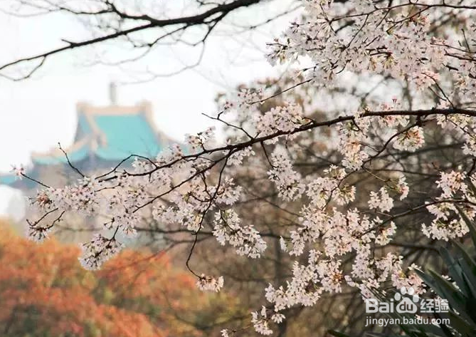 武大樱花直播日程