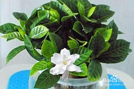 刚买回来的栀子花怎么水养?