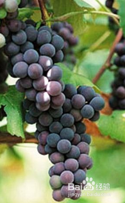 用葡萄怎么做葡萄酒