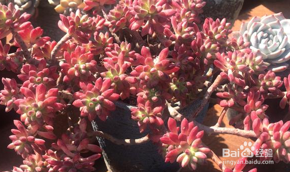 多肉春天好养吗？需要注意什么