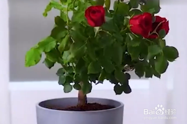如何在家种植玫瑰花