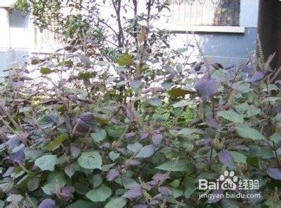 怎样用我们身边即有的物品治疗伤风着凉和上火？