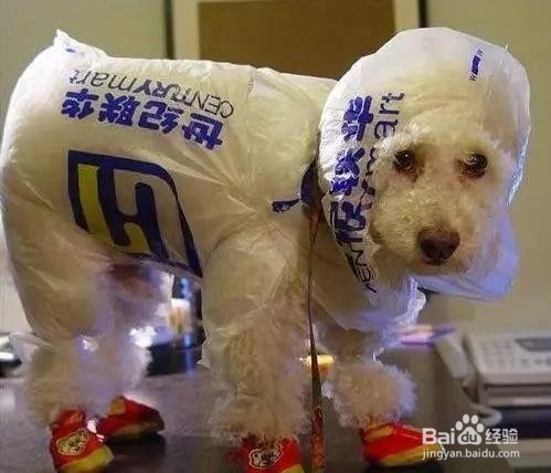 下暴雨狗狗烦躁不安怎么办