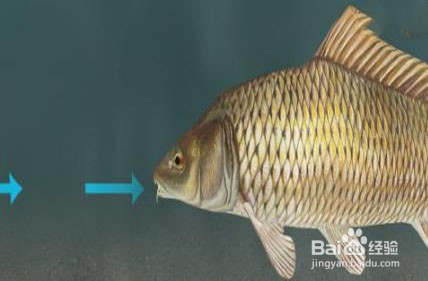 鱼儿是怎样呼吸的