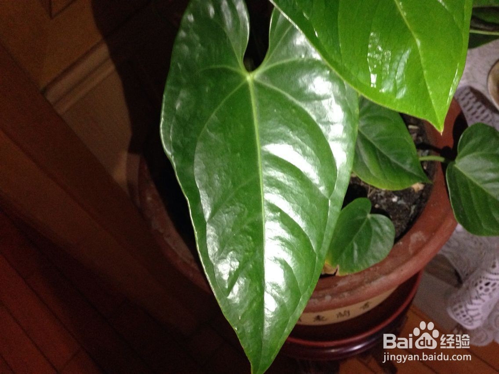 在家怎样饲养红掌？