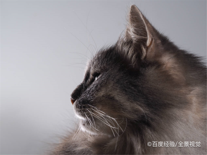 猫眉骨上秃了怎么办